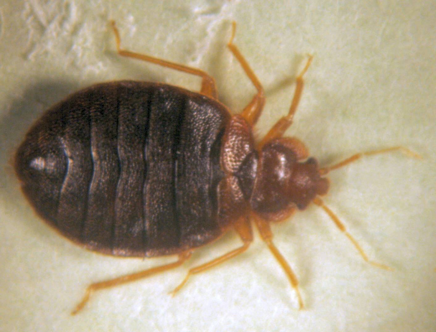 bed_bug_adult_female.jpg.jpg